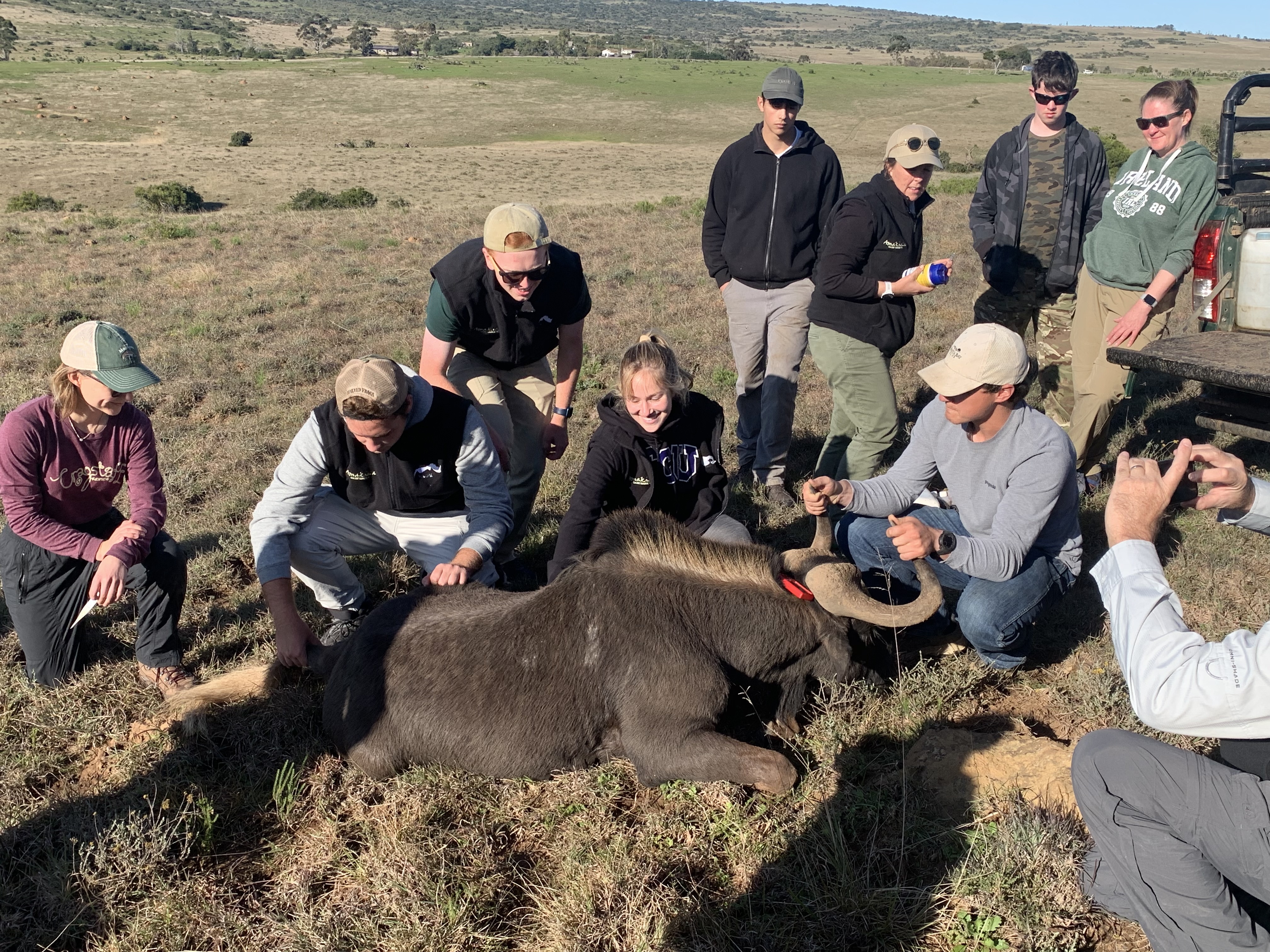 Wildlife conservation procedure with the field team