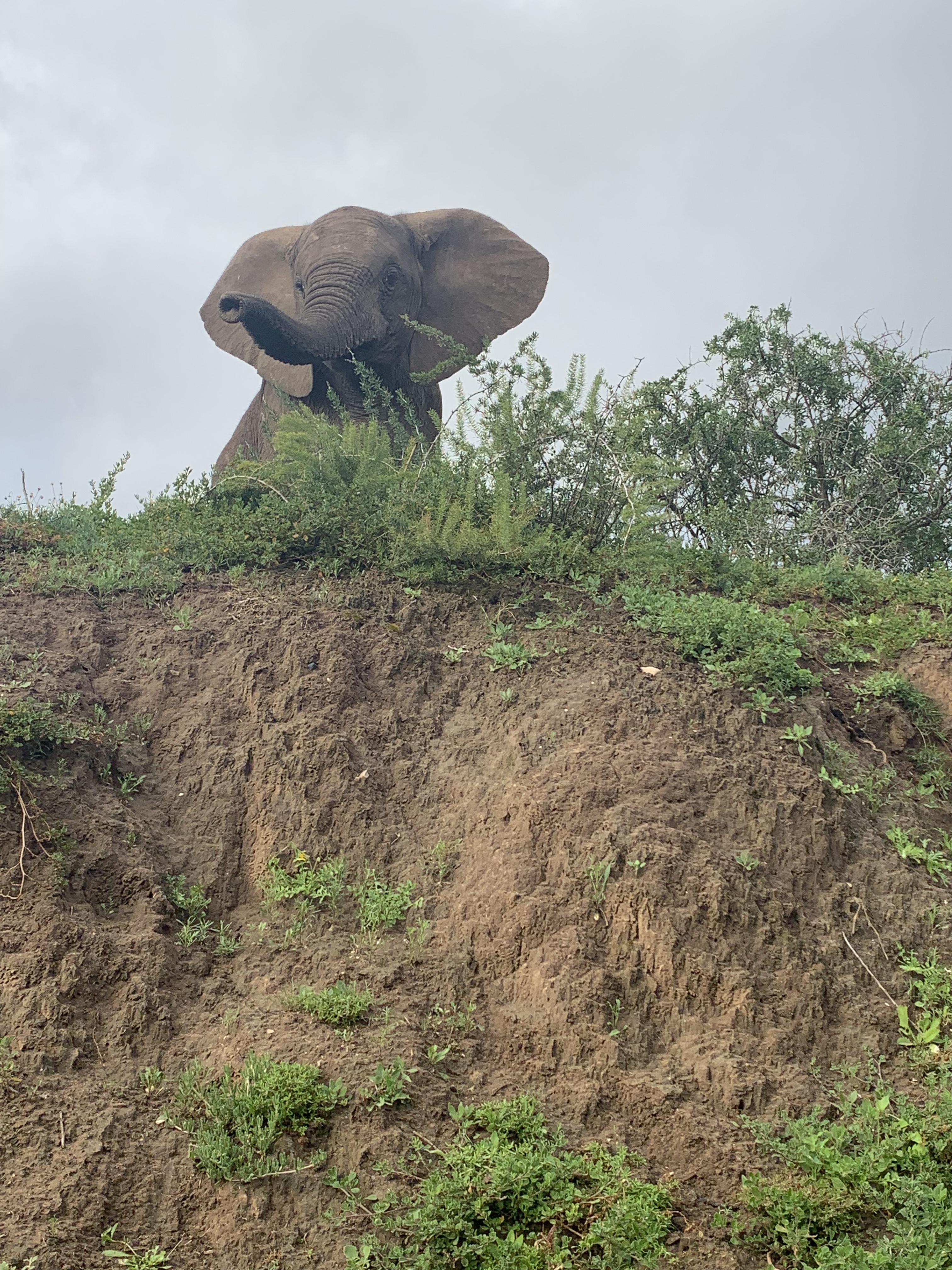 Rhino conservation moment in South Africa