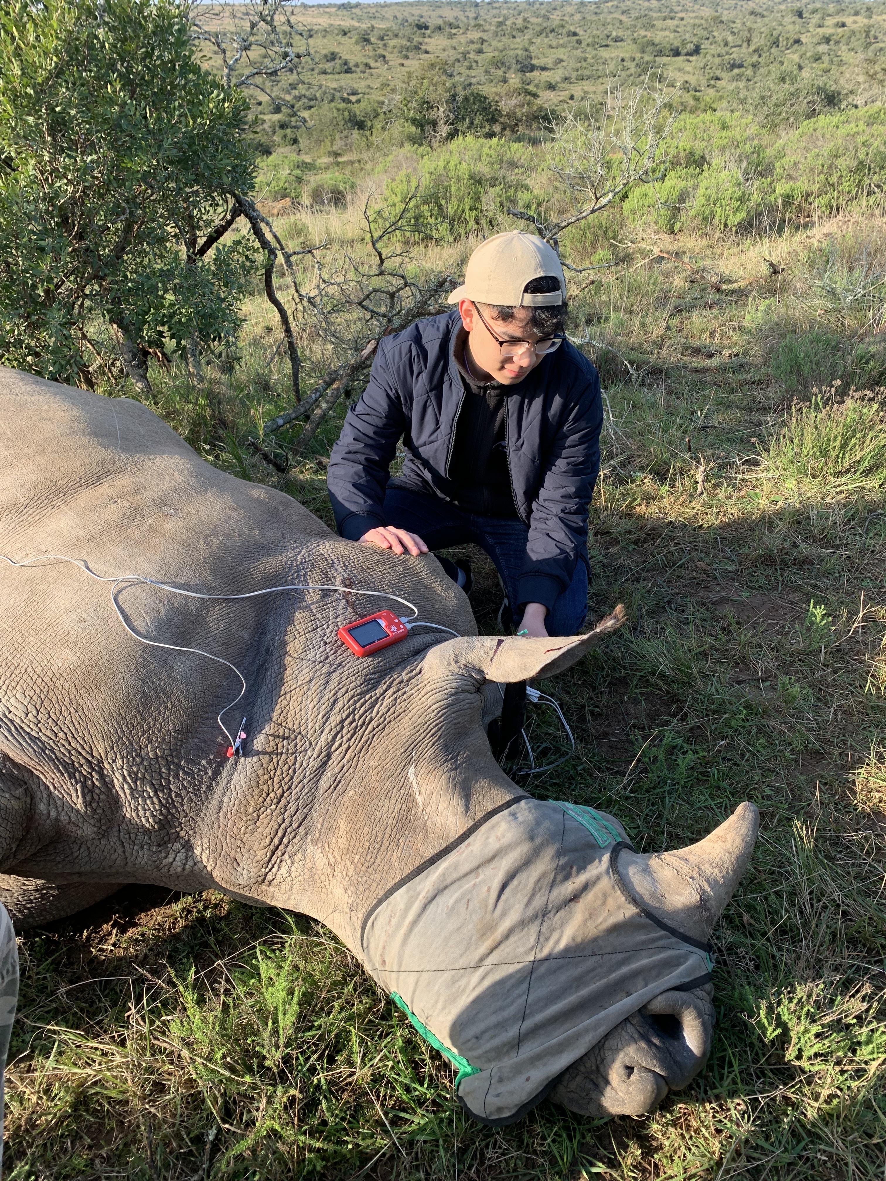 Close-up rhino conservation moment in South Africa